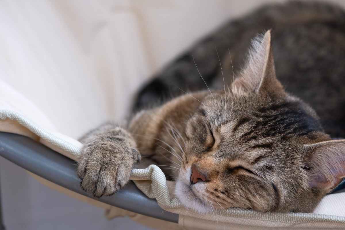 Is Your Cat Breathing Fast? When to Worry and How to Respond