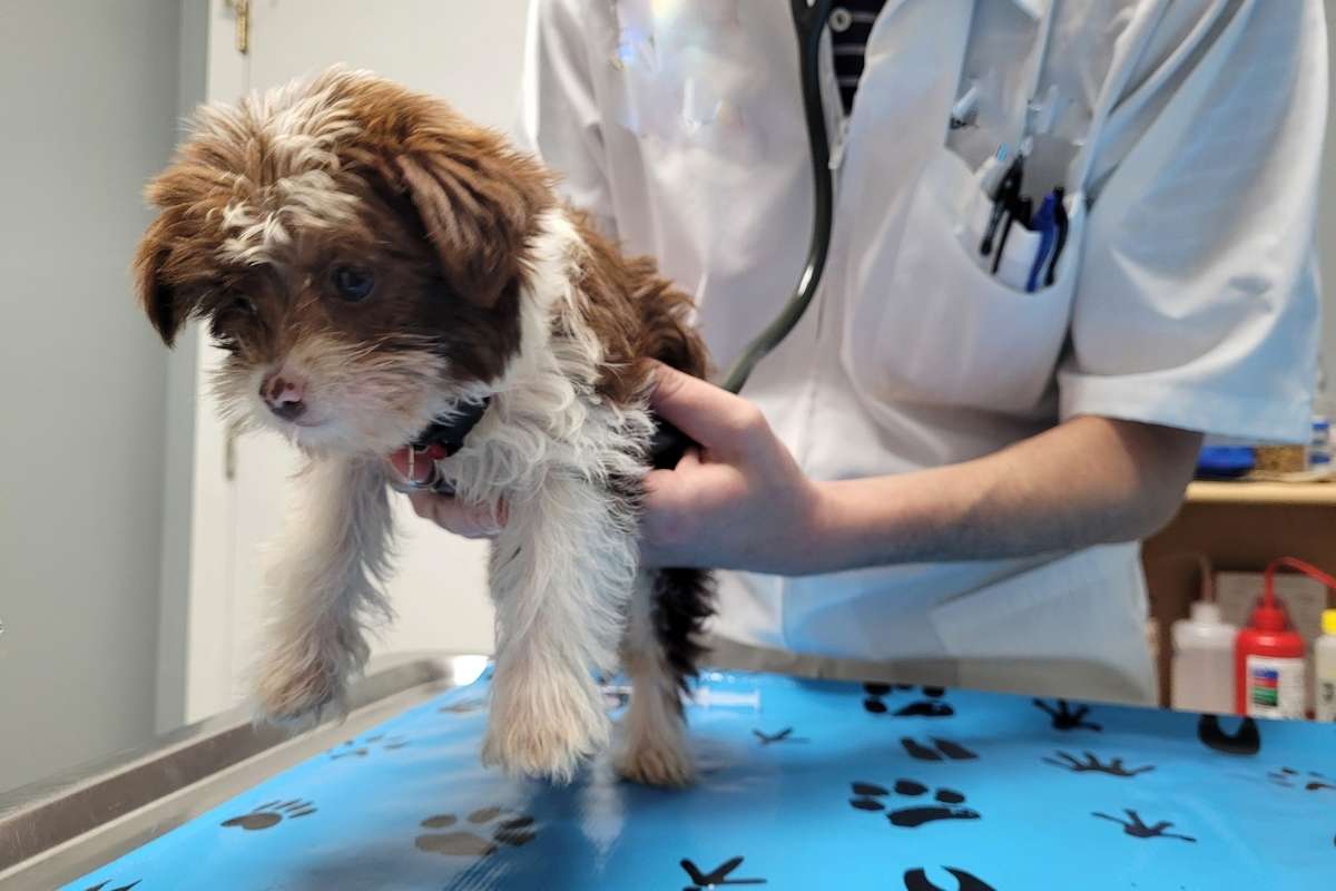 role of preventative care in extending your pet’s lifespan