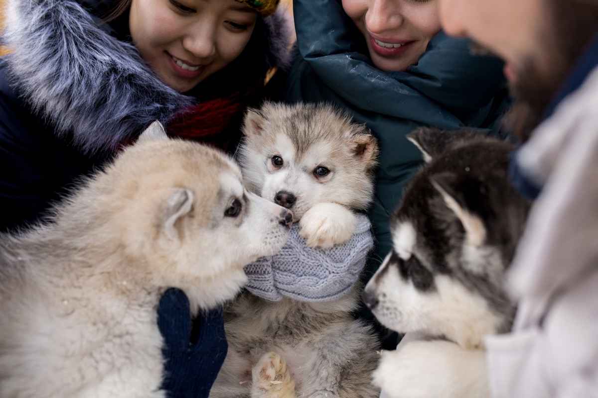 he 3-3-3 Rule for dogs and how dogs adjust during the first days, weeks, and months in a new home