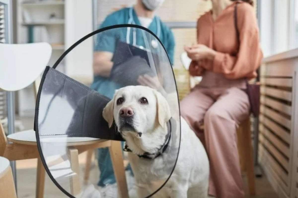 What Pet Owners Should Know Before Scheduling Pet Surgery