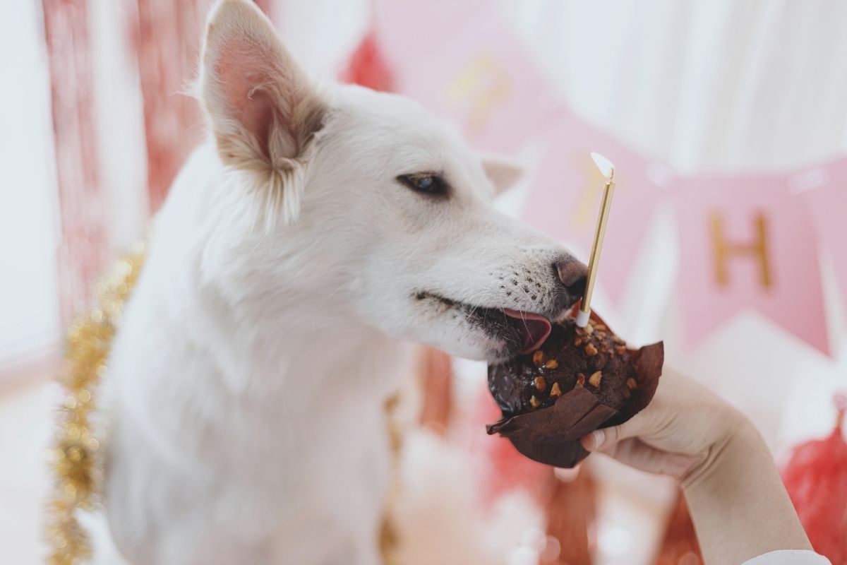 Dog at risk after eating chocolate – what pet owners need to know about chocolate poisoning in dogs