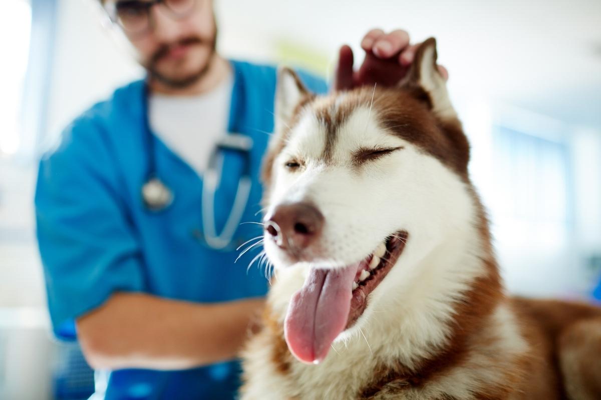 Trusted Veterinary Care Near You in South Miami