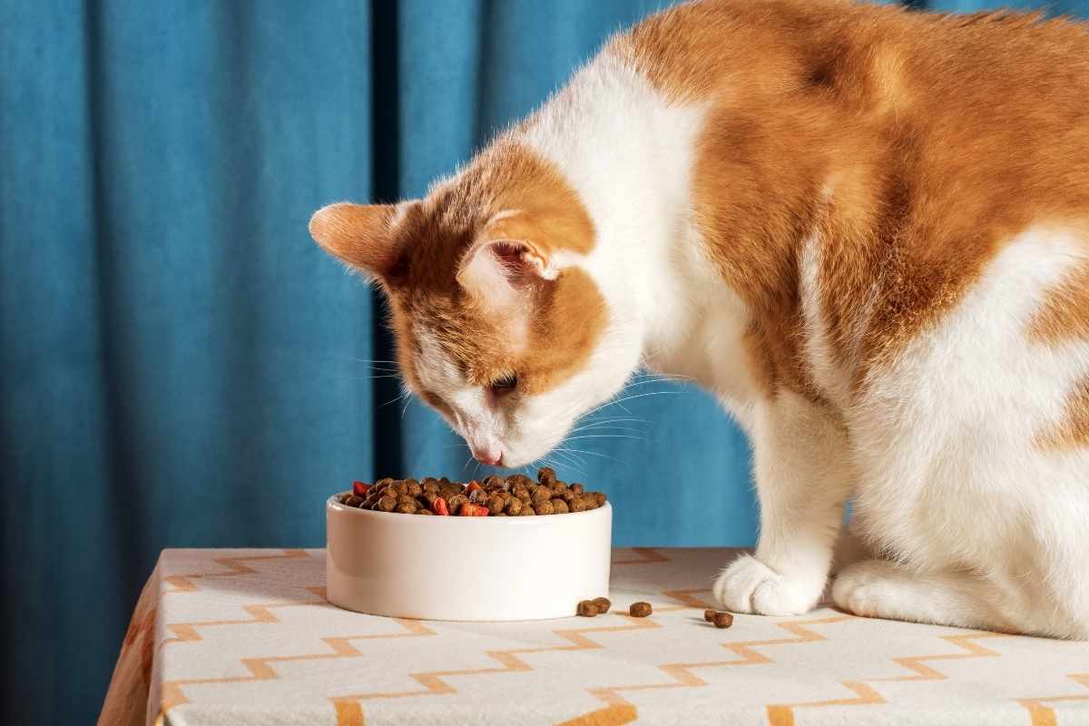 best-dry-food-for-senior-cats