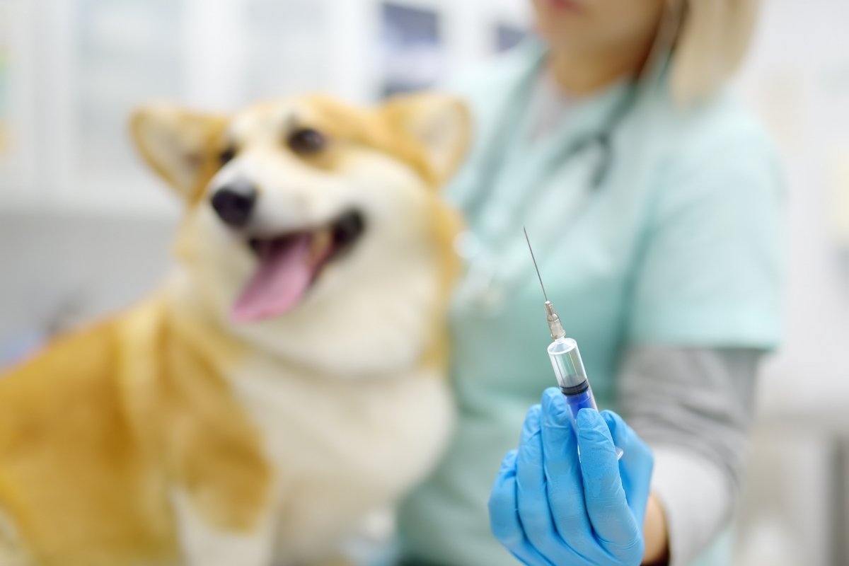 choose-the-right-vaccination-plan-for-your-dog