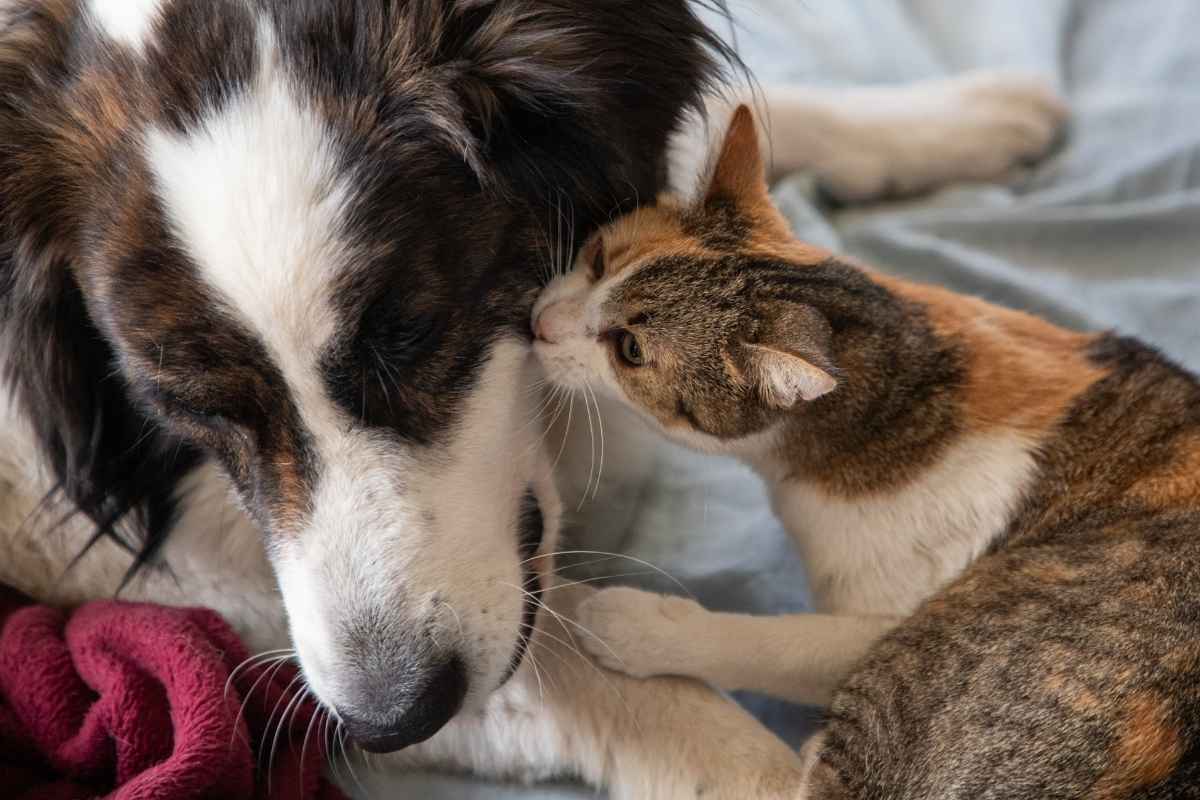common-health-issues-in-senior-dogs-and-cats
