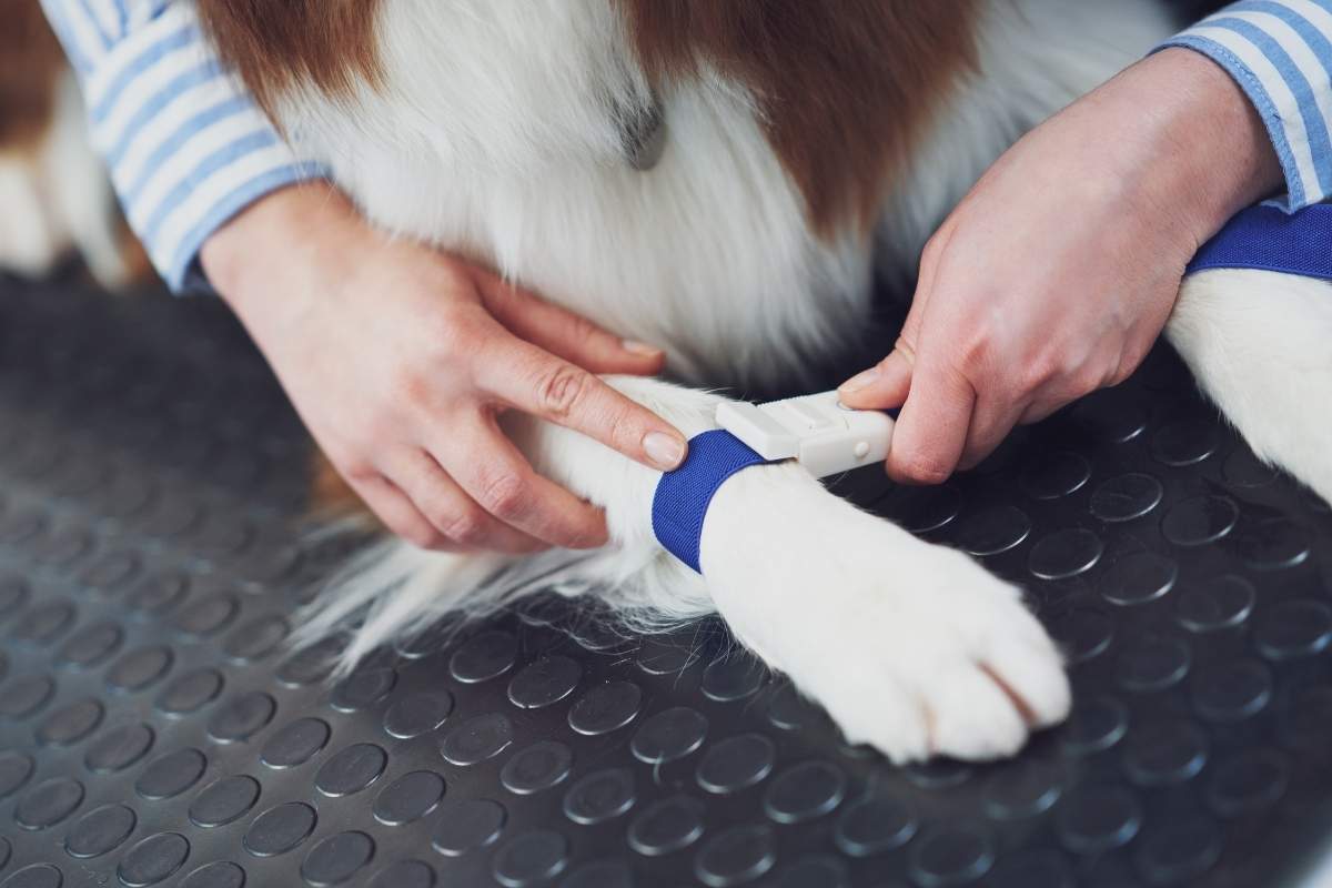 tplo-vs-tta-vs-traditional-acl-surgery-for-dogs-comparison-guide