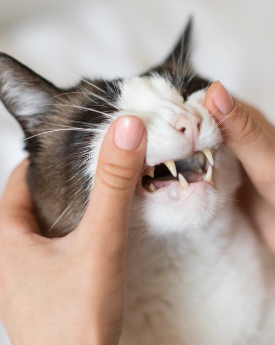 Cat Dental Services