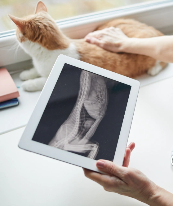 Cat Diagnostic Care