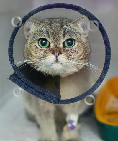 Cat Surgery