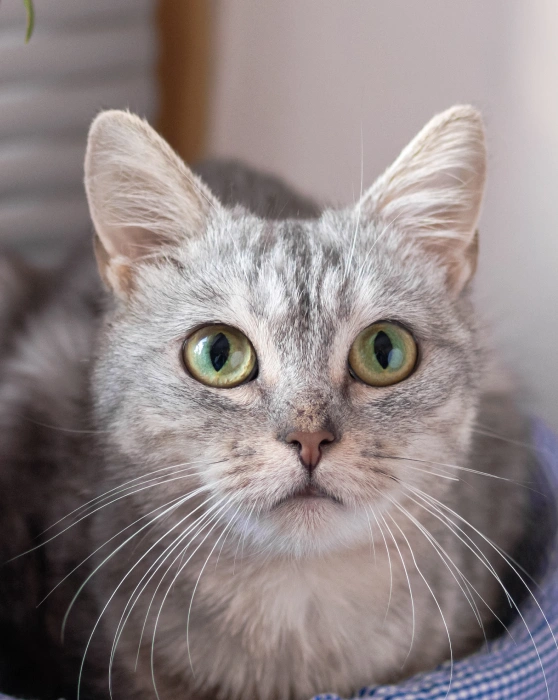 Preventative Cat Care