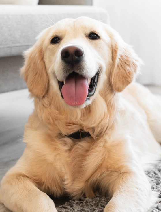 Preventative Dog Care