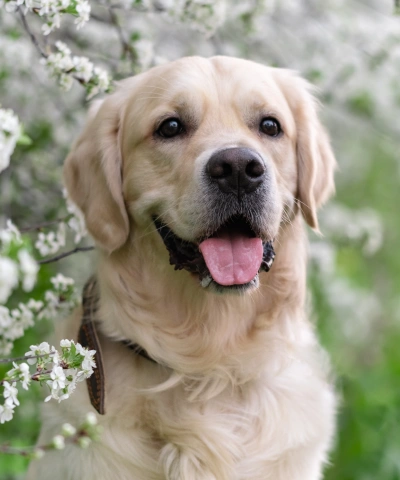 Preventative Dog Care