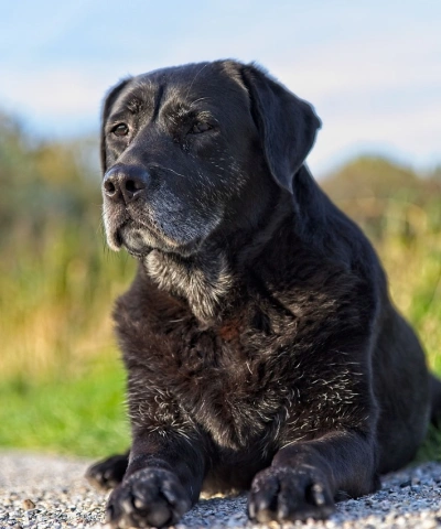 Senior Dog Care