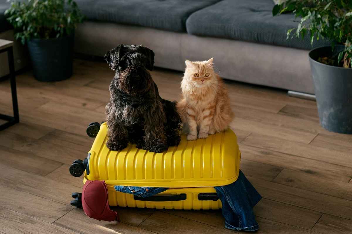 summer-pet-travel-safety-tips