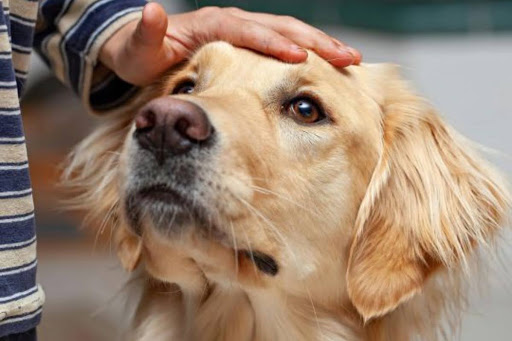 end-of-life-planning-for-pets