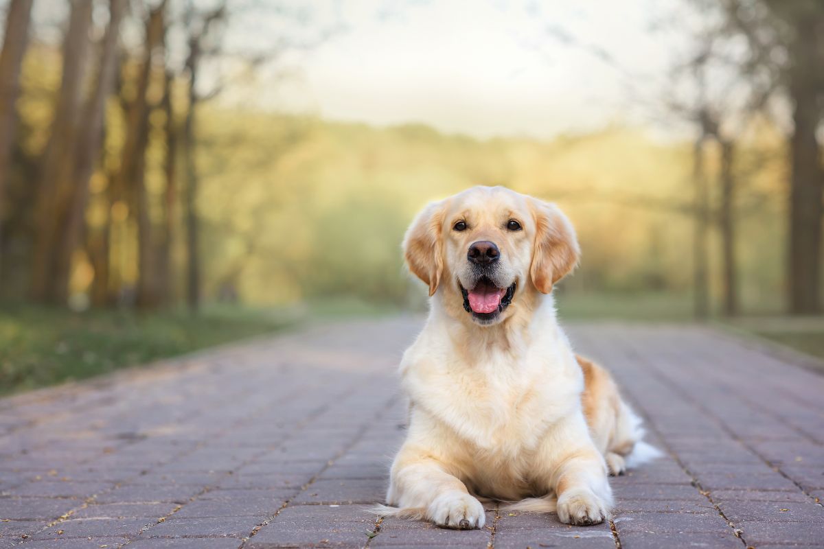 fruits-vegetables-dogs-can-cant-eat