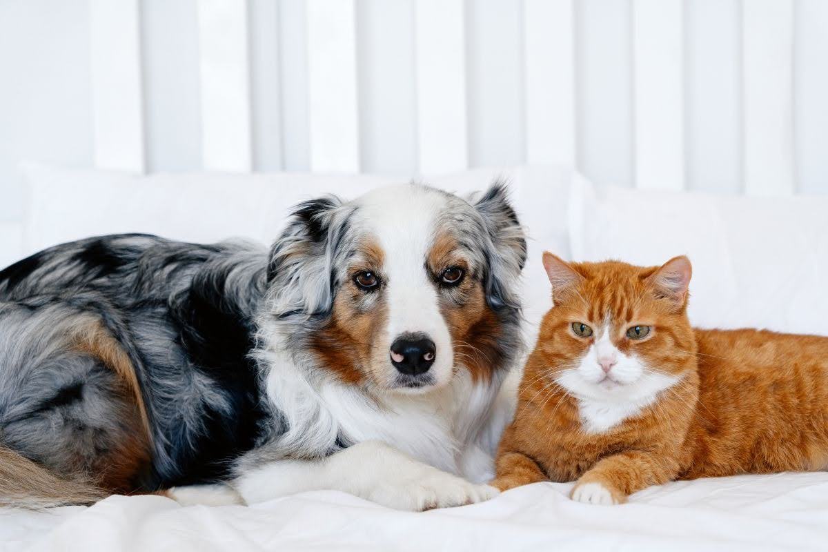 indoor-pet-health-risks-prevention