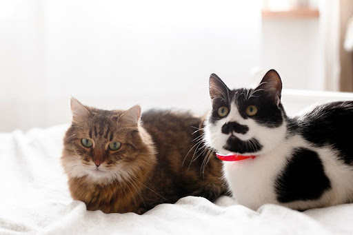 should-you-get-two-cats-benefits