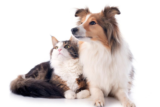 household-noise-dogs-cats