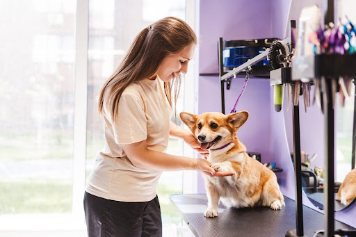 preventive-pet-care-as-your-pet-ages