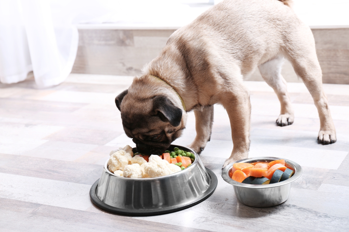 can-dogs-eat-mushrooms